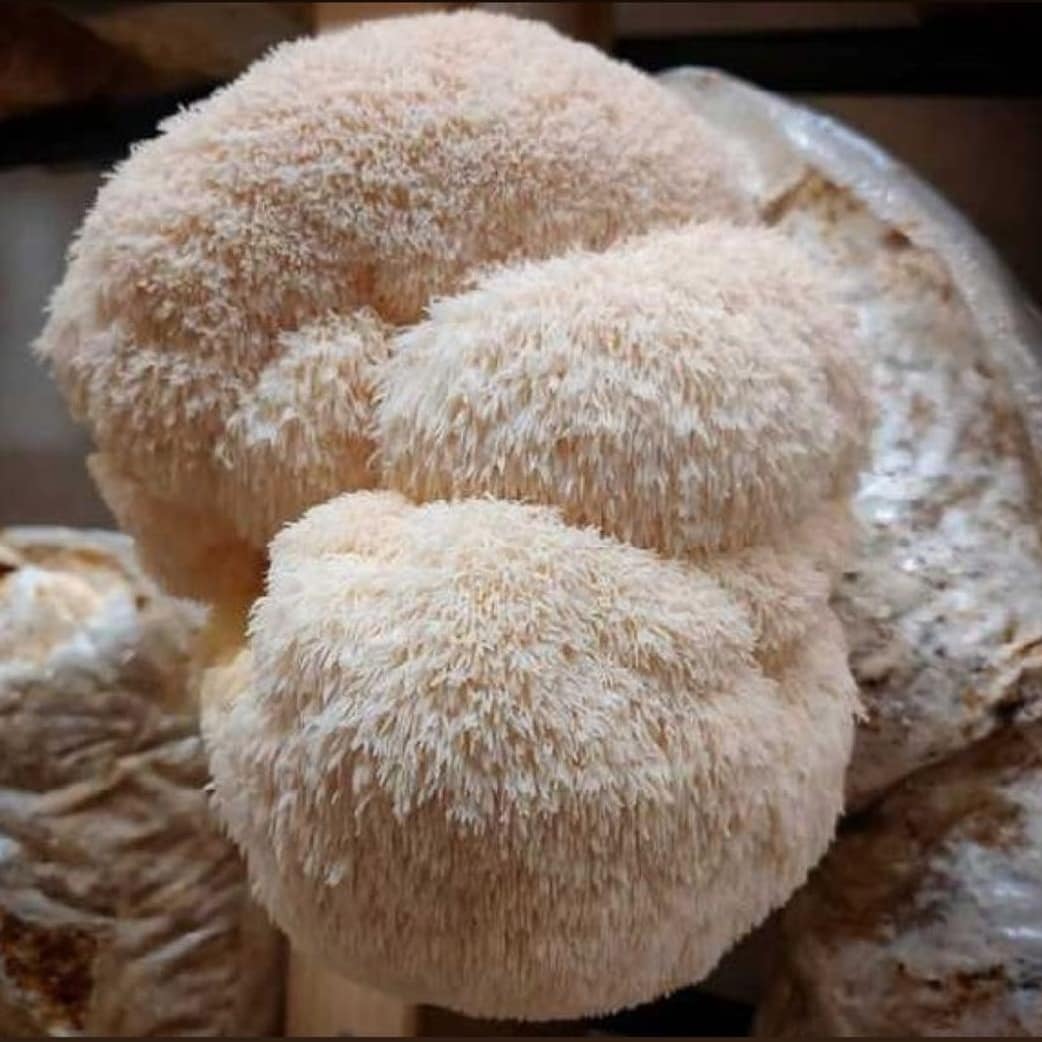 lion's mane